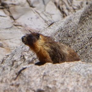 Meet your Posher, Joey